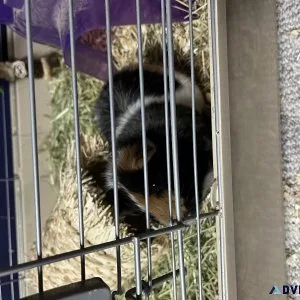 I have two Guinea pig females in a cage then 1 male