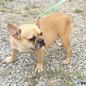Frenchton females