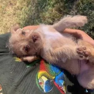 Blond female chihuahua puppy