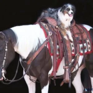 2017 Paint mare Hippie - Funniest Little Mare Kids Safe