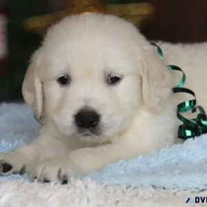Golden retriever for sale