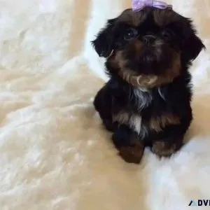 kennel club yorkshire terrier puppies for sale