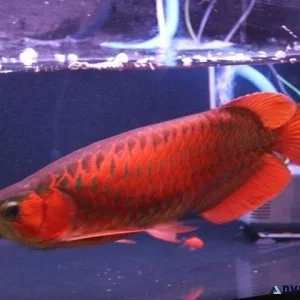 Asian Red Arowana fish For Sale