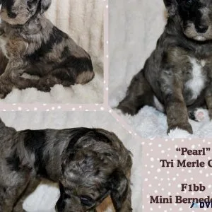 F1bb Mini Bernedoodles