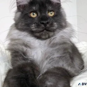 Maine coon kitten