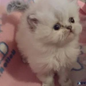Persian kittens