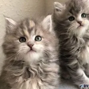 Registered Siberian Kittens