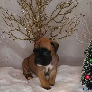 Charming Boxer Puppy