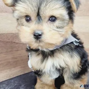 tea cup yorkie puppies lakeland