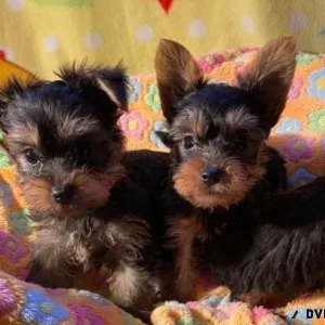 Very Adorable Yorkie Puppies