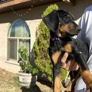 10wk Golderman Puppies (DobermanGolden Retriever X)