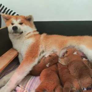 Akita Puppies Awaiting a Forever Home