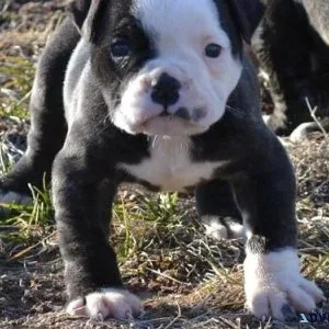 Potty Trained American Bulldog puppies