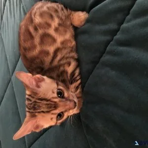 Bengal Kittens