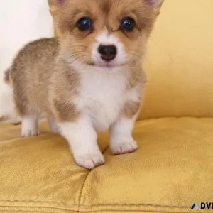 Affectionate  Pembroke Welsh Corgi puppies