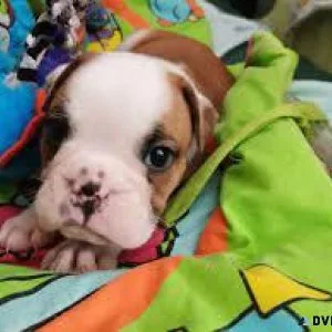 English Bulldogs