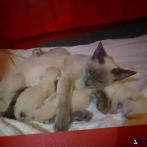 Pure bred Siamese kittens