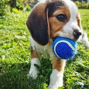 Humble Male and Female Beagle Puppies