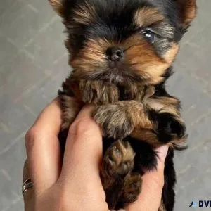 teacup yorkie puppies for sale near me