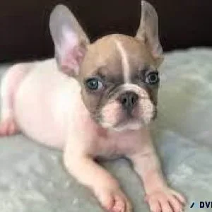Frenchton Puppies