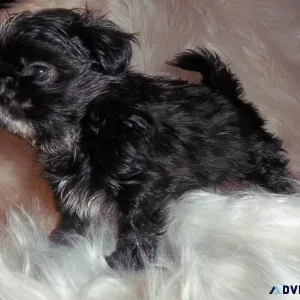 Imperial Shih Tzu Puppies AKC