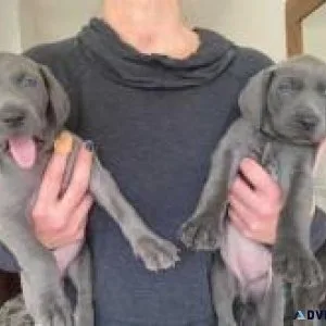 Weimaraner Puppies
