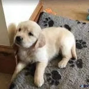 Golden Retriever puppies