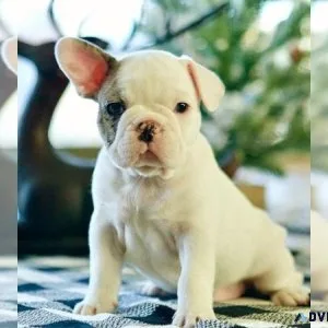 French Bulldog Puppy