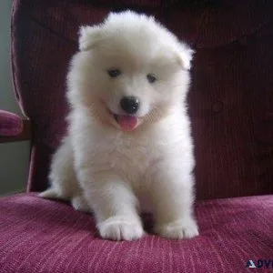 Samoyed Puppies For Sale