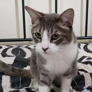 Free grey and white tiger striped cat