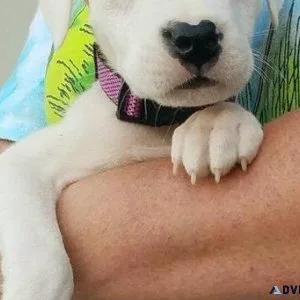 Well Socialized Dogo Argentino Puppies.