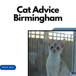 Best Friendly Cat Advice Birmingham