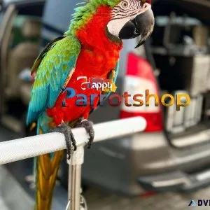 Talking and Singing Scarlet Macaw Parrots