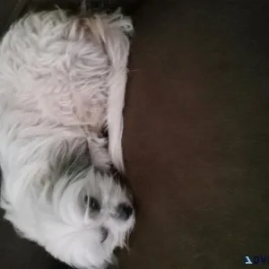Maltese