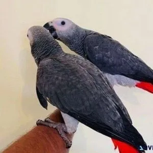 Hand Reared African Grey Parrots Ready Now 