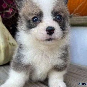 Healthy Pembroke Welsh Corgi Puppies for Sale