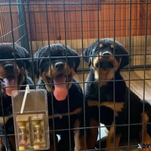 Rottweiler puppies for sale