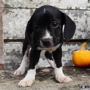 Renie Female Boglen Terrier