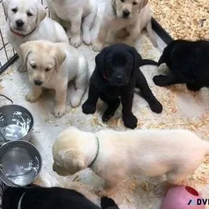 Gorgeous Labrador Retriever Puppies for Rehoming