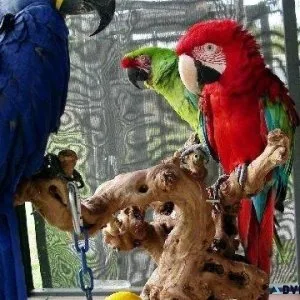 Beautiful Macaws Birds On Sale