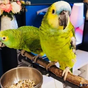 Amazon bird