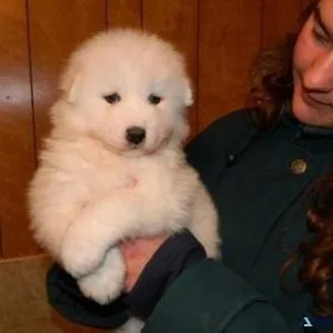All White Samoyed Puppies