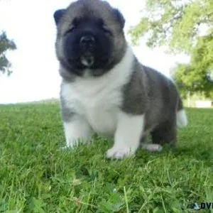 Stunning Akita Puppies