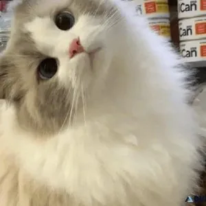 Cats for sale