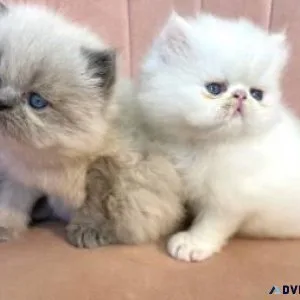 Persian Fold Kittens