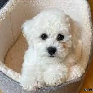 Bichonpoo Pups