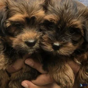 Cute Havanese Puppies