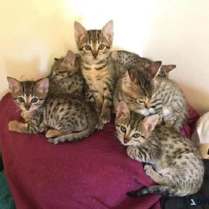 Outstanding Savannah kittens are now ready to pick up 