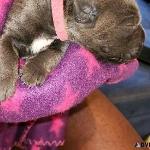 CANE CORSO PUPPIES