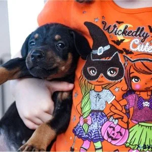 Doberman Pinscher puppies